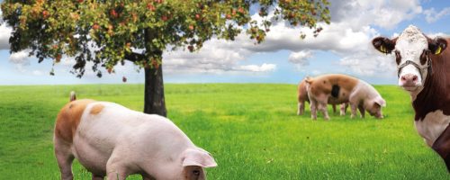 duroc-bg-header